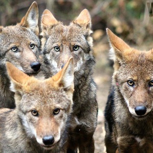 Team Page: Wolf Clan